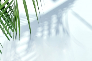 背景，背景墙，植物，绿植