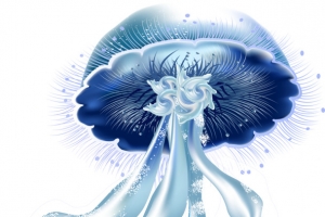 水母