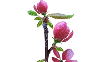 花枝
