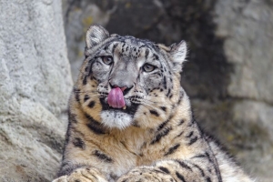  irbis 突出的舌头 捕食者 大猫 动物 石头 4k壁纸 3840x2160