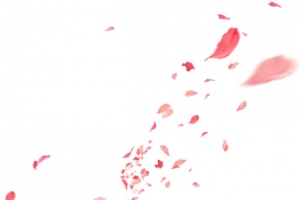 撒花散落花瓣
