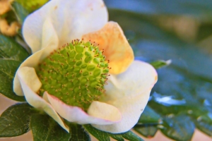 植物 花瓣 叶子 模糊 4k壁纸 3840x2160