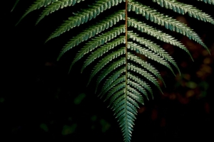 蕨类植物 片材 雕刻 绿色 树枝 4k壁纸 3840x2160