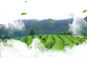 绿色茶园