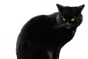 黑色卡通小猫png