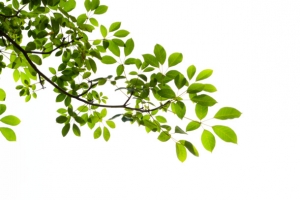 树叶绿叶树枝