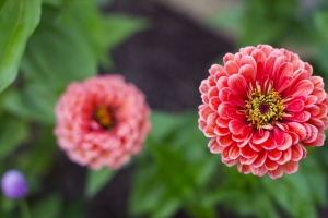 大丽花 花 花瓣 模糊 粉红色 特写 4k壁纸 3840x2160