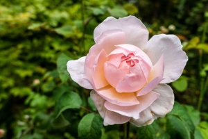 牡丹 花 花瓣 微距 粉红色 4k壁纸 3840x2160