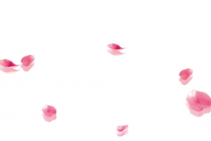 花瓣粉红散落高清PNG透明漂浮元素设计素材免费下载