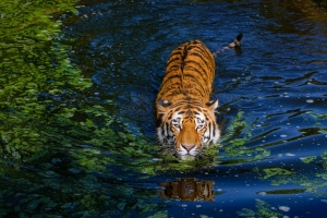 老虎 大猫 捕食者 条纹 池塘 4k壁纸 3840x2160