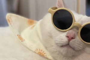 国王灌篮 肥猫 猫 太阳镜 有趣的 4k壁纸 3840x2160