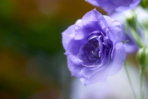 桔梗 花 花瓣 紫色 模糊 4k壁纸 3840x2160