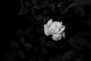 玫瑰 花 黑白 4k壁纸 3840x2160