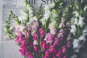  snapdragon 鲜花 花束 报纸 4k壁纸 3840x2160