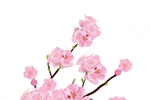唯美粉色樱花树枝