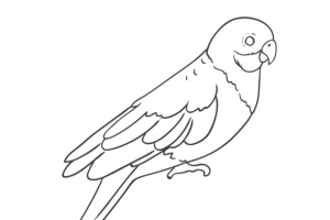 素描鹦鹉