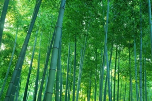 绿色竹林背景