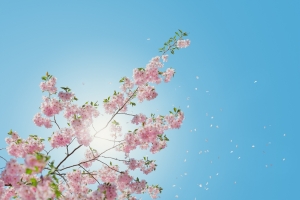 天空 樱花 6K风景壁纸