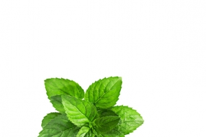 绿植薄荷素材