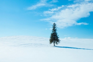 树 雪 冬天 地平线 天空 4k壁纸 3840x2160