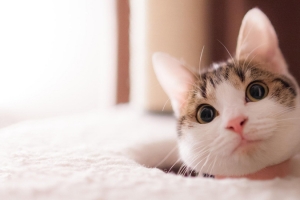 动物猫咪可爱