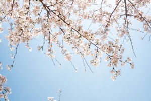 分支 绽放 花朵 天空 4k壁纸 3840x2160