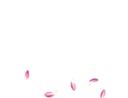 漂浮花瓣装饰背景