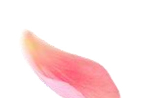 漂浮的花瓣