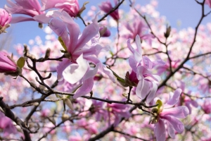 木兰花 花瓣 宏 花 春天 4k壁纸 3840x2160