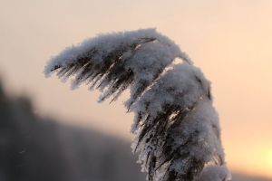 芦苇 植物 雪 黄昏 日落 宏观 4k壁纸 3840x2160
