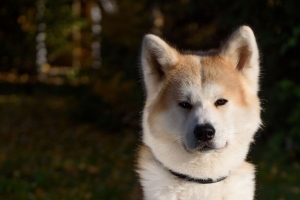  shiba inu 狗 宠物 一瞥 可爱的 4k壁纸 3840x2160