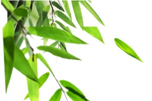 绿色的植物竹叶效果