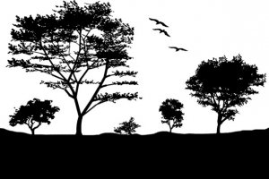 树林飞行的鸟矢量图