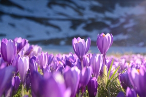 紫番红花4K风景高清壁纸 3440x1440带鱼屏免费下载