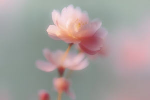 粉色梦里花4K风景高清壁纸3840x2400免费下载