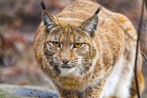 山猫 爪子 捕食者 大猫 动物 4k壁纸 3840x2160