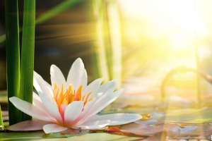 阳光下的美丽莲花