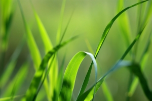 绿色植物背景图片