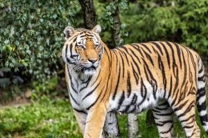 老虎 捕食者 大猫 条纹 浏览 4k壁纸 3840x2160