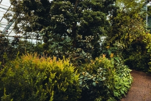 温室 植物 路径 灌木 树木 4k壁纸 3840x2160