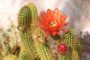 仙人掌 花 刺 植物 花朵 4k壁纸 3840x2160