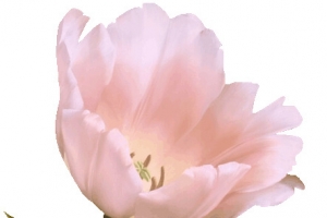 白色花瓣精美png素材花韵