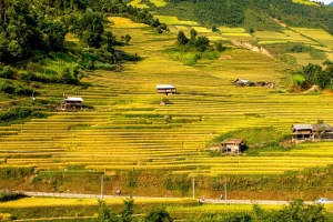 秋季稻田背景