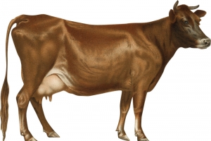 小黄牛土牛牛犊子公牛母牛耕地牛高清PNG透明动物图片设计素材免费下载