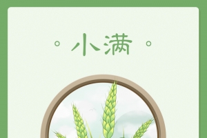 小满节气手机海报