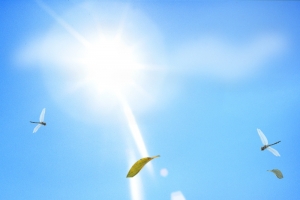 芦苇蓝天背景元素