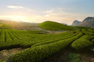 茶园夕阳蓝天绿色植物