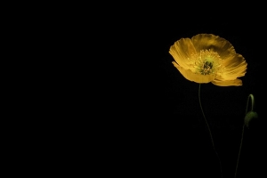 罂粟花 花 花瓣 黄色 深色 4k壁纸 3840x2160