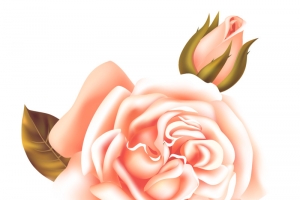 花朵 png 透明 素材  免扣