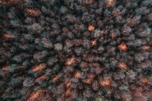 森林 鸟瞰图 概览 树木 树梢 4k壁纸 3840x2160